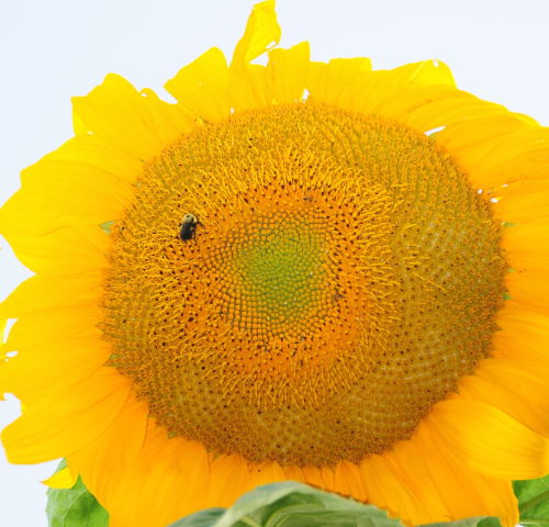 The giant head of a cheerful yellow sunflower, with a bee on it