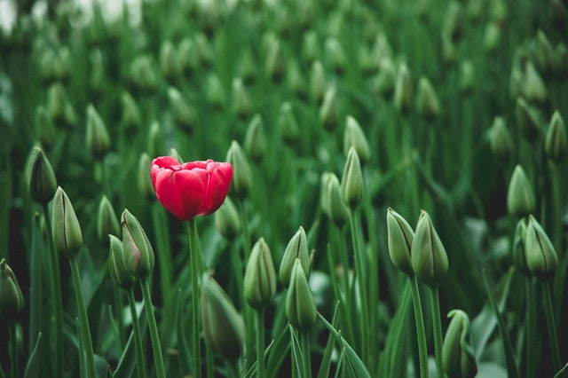 Red flower stands out from the others