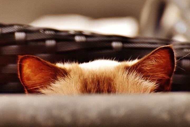 A blurry image of some kind of basket or container, with an orange and white cat's ears and top of its head sticking up over the edge of a fold.